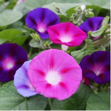 Organic Morning Glory - 'Common' 